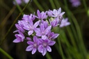 Allium unifolium - BIO