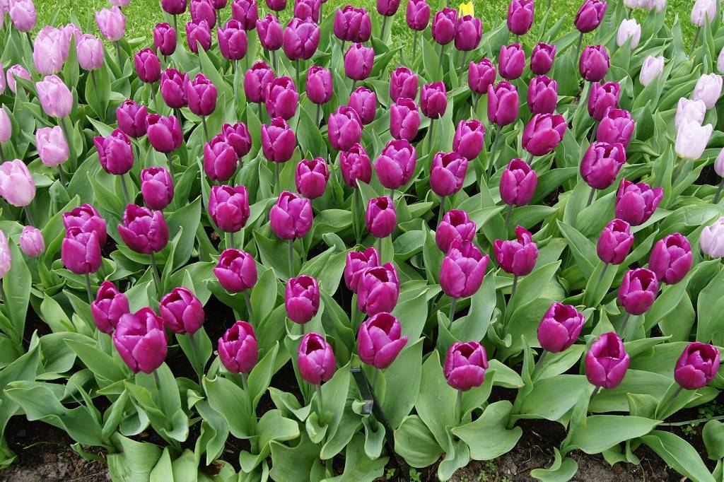 Tulipa Purple Prince - BIO