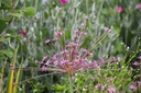 Allium Schubertii - BIO