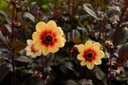 Dahlia Sunshine - BIO