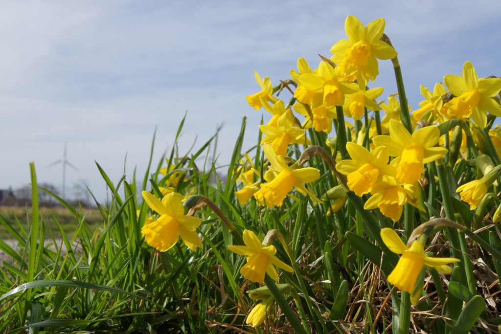 Narcis Tete-a-Tete op pot - BIO