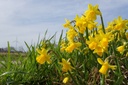 Narcis Tete-a-Tete op pot - BIO