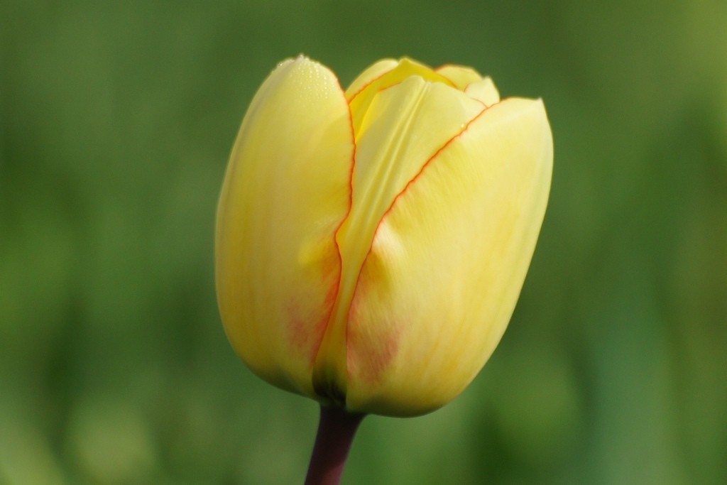 Tulipa Beauty of Spring - BIO