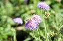 Scabiosa 'Butterfly Blue' - BIO