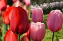 Tulipa Impression Mix