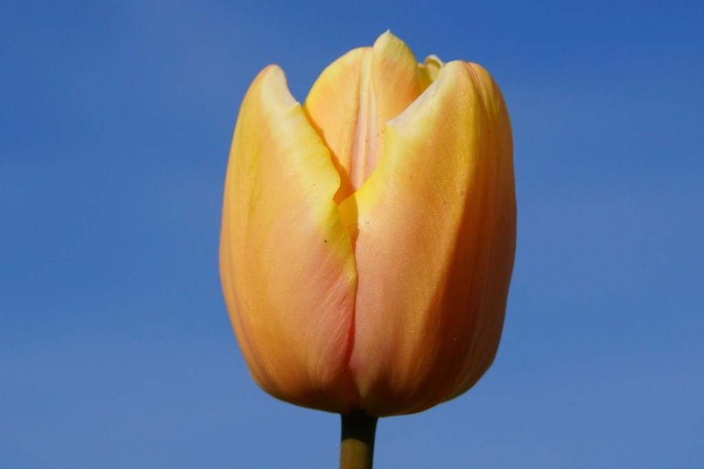 Tulipa Mango Charm