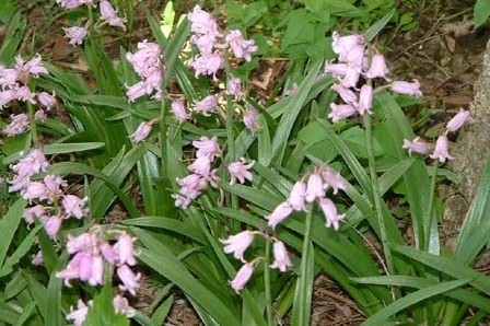 Hyacinthoïdes hisp. Roze - BIO