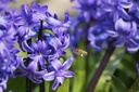 Hyacinthus Blue Star - BIO