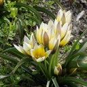 Tulipa Tarda - BIO