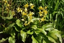 Erythronium Pagoda - BIO