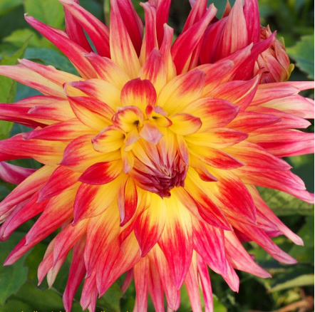 Dahlia Manhattan Island - BIO