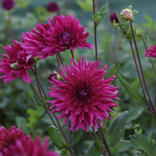 [B1015-1] Dahlia Orfeo - BIO (1 bulb)