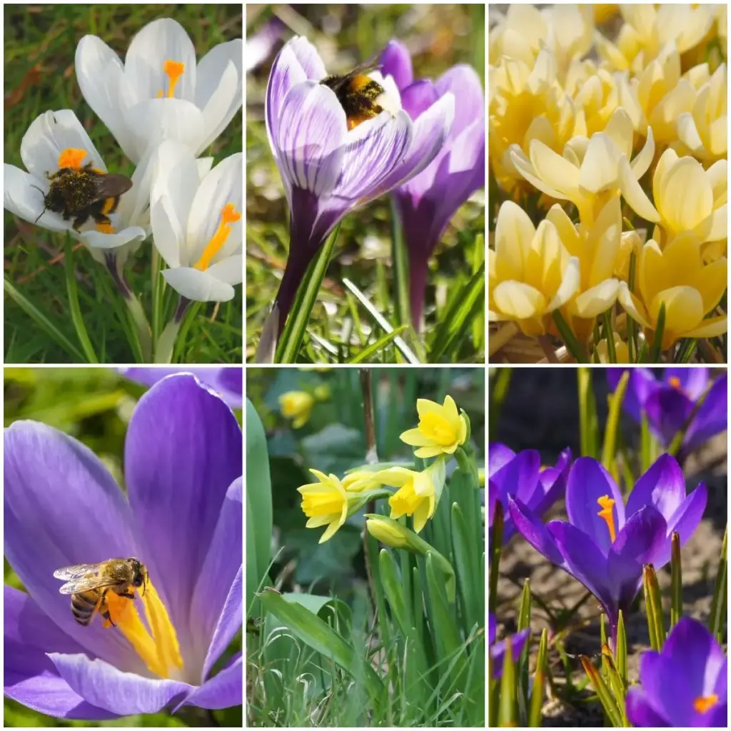 Banquet pour abeilles Apéritif royal - BIO