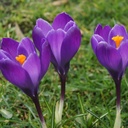 Krokus vernus Flower Record - BIO