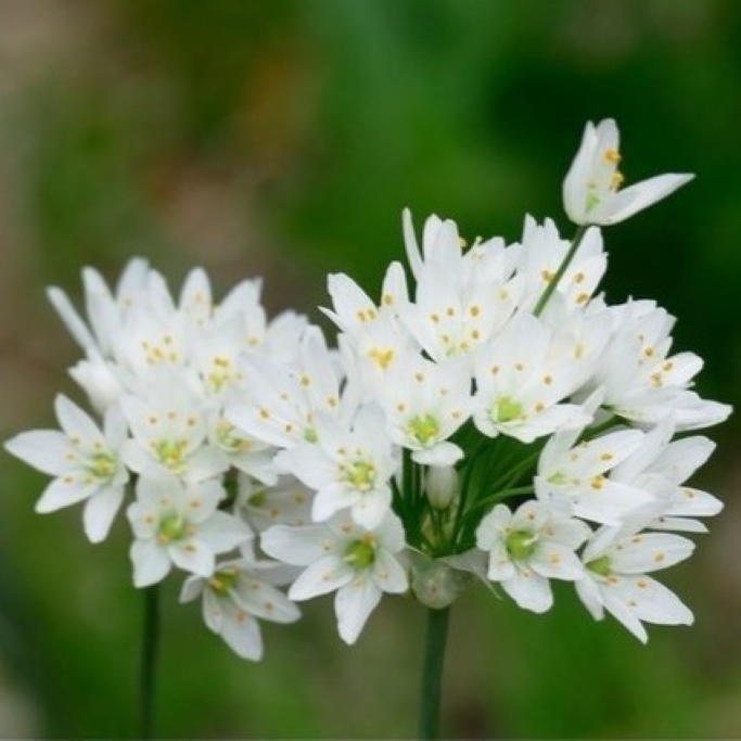 Ail de Naples - Allium Cowanii - BIO