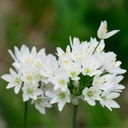 Ail de Naples - Allium Cowanii - BIO