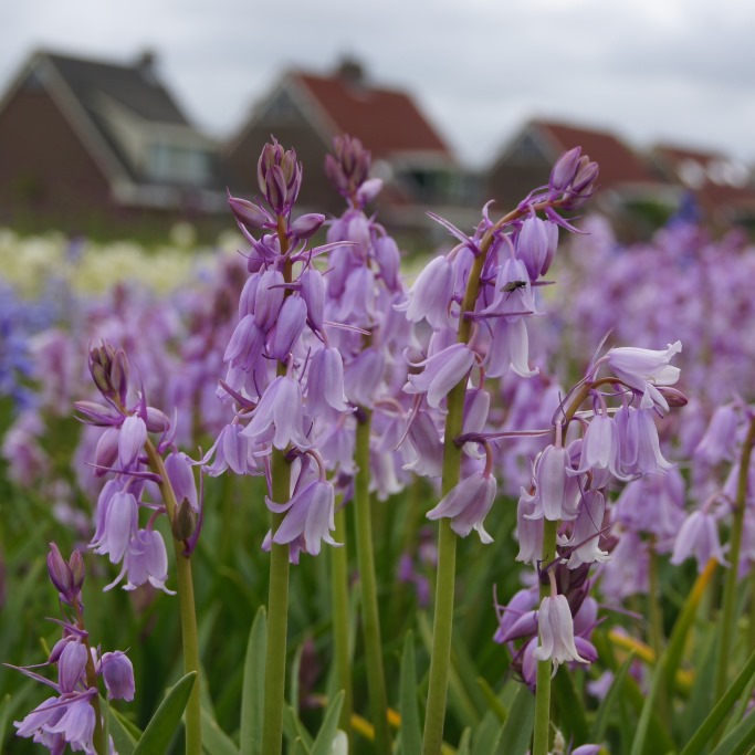 Spaanse Boshyacint - Hyacinthoïdes Hisp. Roze - BIO