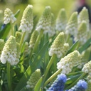 Wit Druifje - Muscari White Magic - BIO