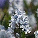 Puschkinia Libanotica - Buishyacint - BIO