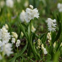 Puschkinia Libanotica Alba - Witte Buishyacint - BIO