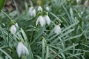 Sneeuwklokjes (Galanthus Elwesii) - BIO