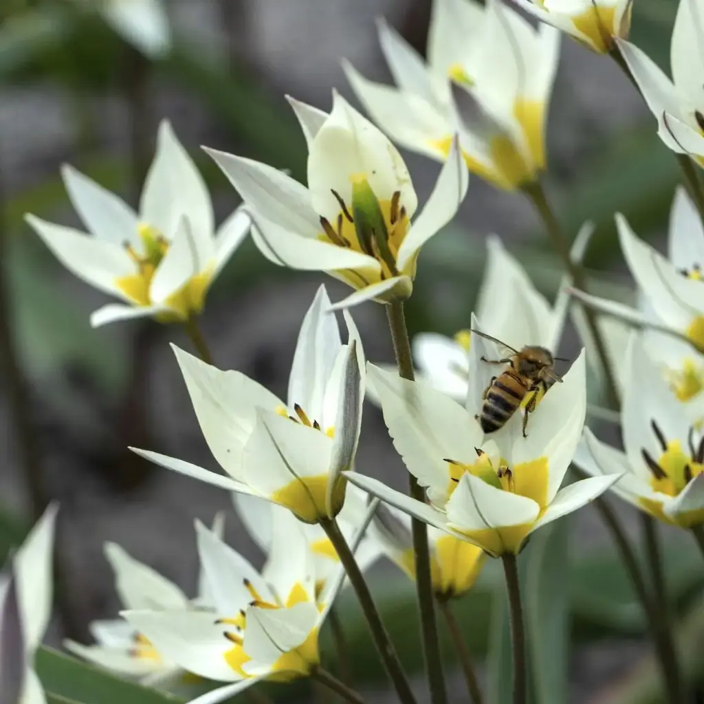Tulipa Turkestanica - BIO