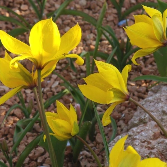 Tulipe Sauvage - Tulipa Sylvestris - BIO