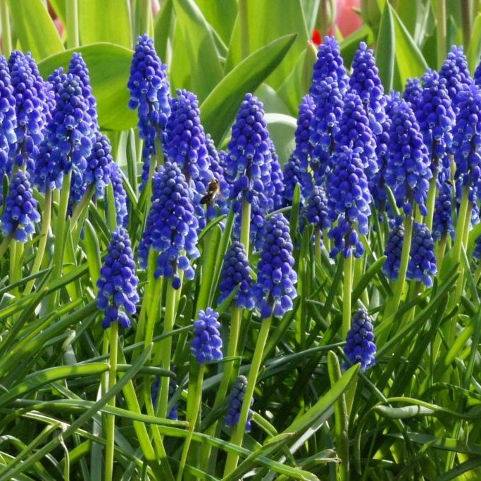 Blauw Druifje - Muscari Armeniacum - BIO