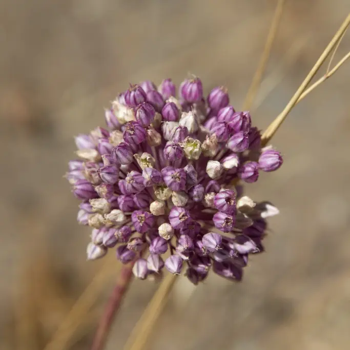 Allium Ping Pong - BIO