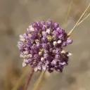 Allium Ping Pong - Sierui - BIO