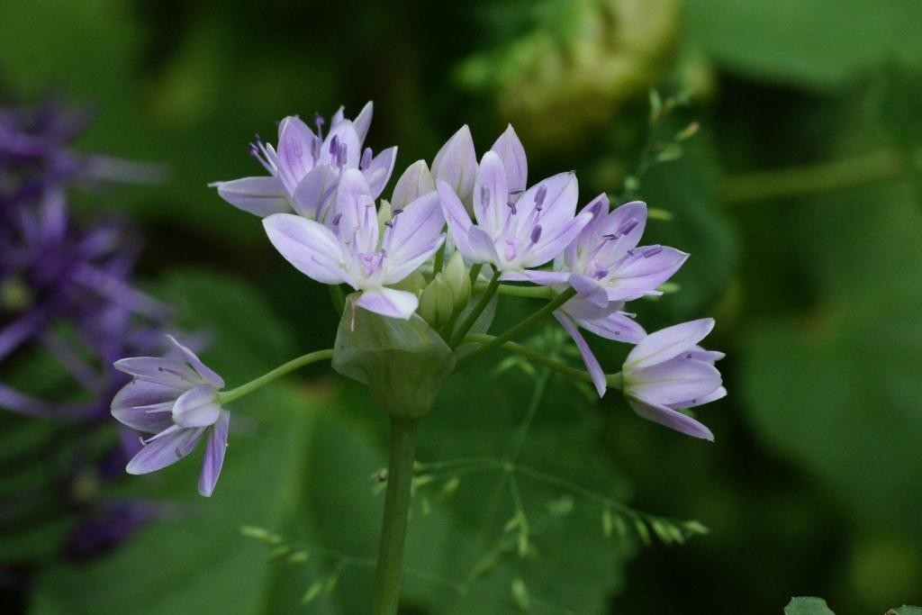 Allium Unifolium - BIO