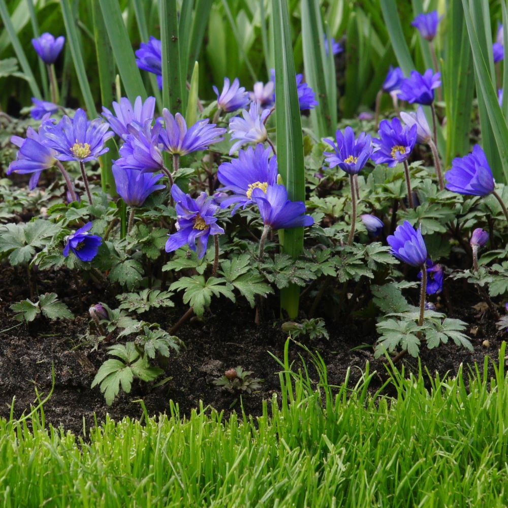 Anemone Blanda - Anémone de Grèce - BIO