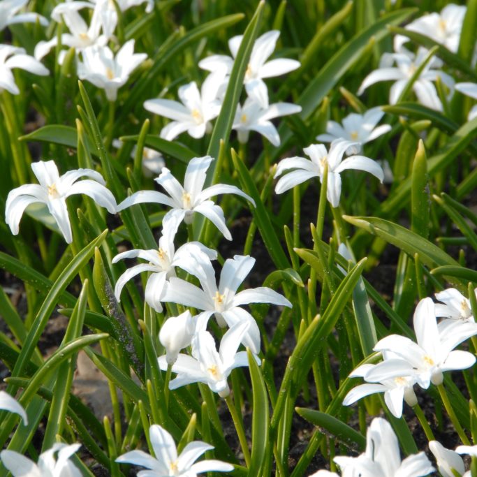 Chionodoxa Alba - Gloire des Neiges - BIO