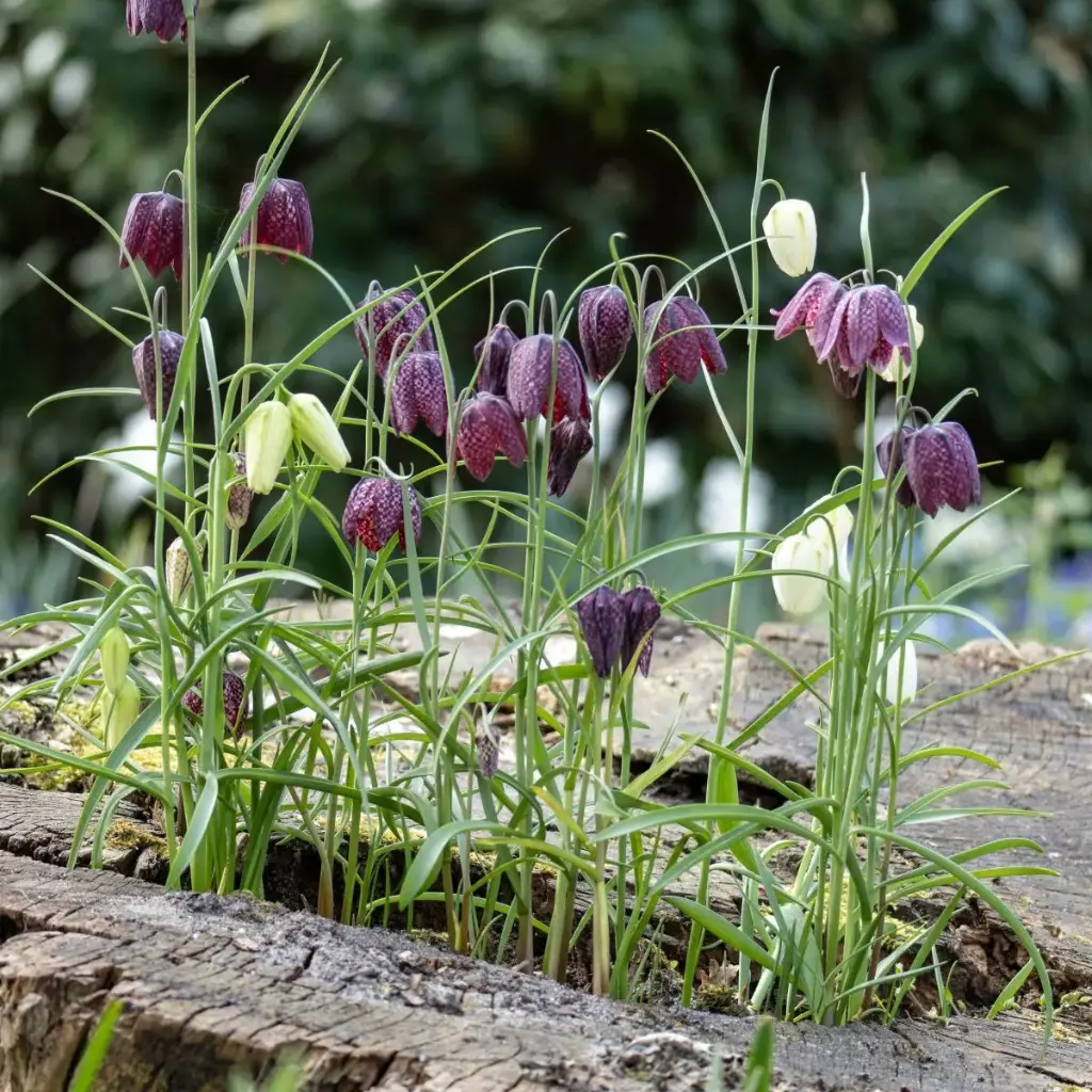 Wilde Kievitsbloem - Fritillaria Meleagris - BIO