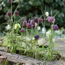 Wilde Kievitsbloem - Fritillaria Meleagris - BIO