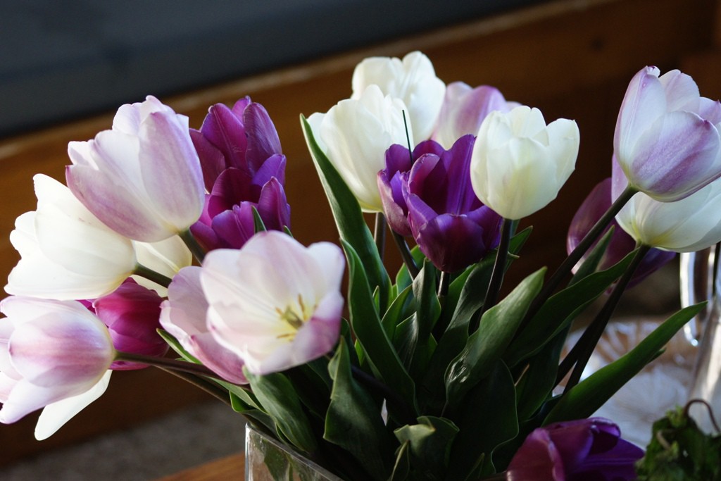 Tulipa Mix Prince - BIO