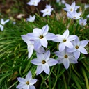 Ipheion Uniflorum - Voorjaarsster - BIO