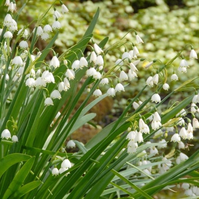 Zomerklokje - Leucojum Gravetye Giant - BIO