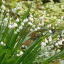 Nivéole d été - Leucojum Gravetye Giant - BIO
