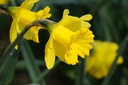Narcissus Dutch Master - BIO