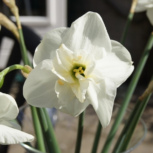 [A3007-5] Narcissus Papillon Blanc - BIO (5 bollen)