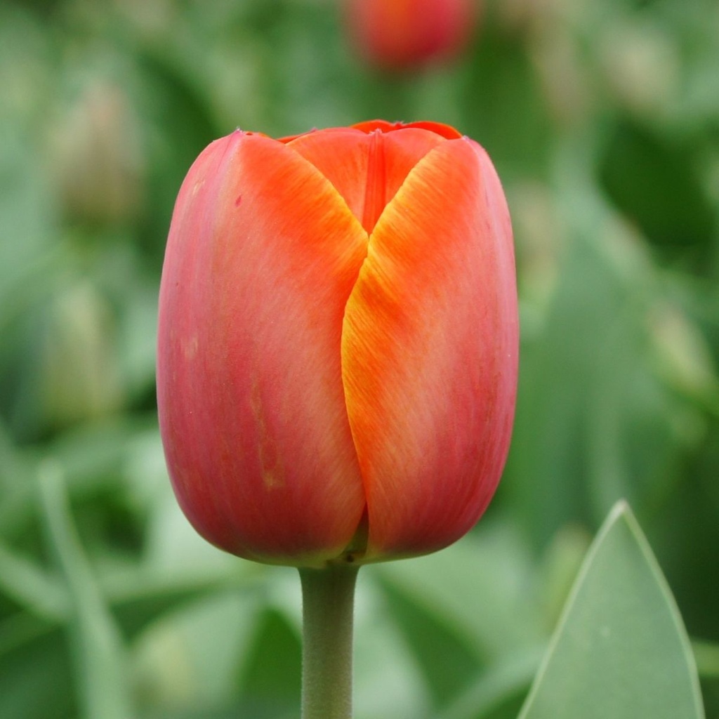 Tulipa Ad Rem - BIO