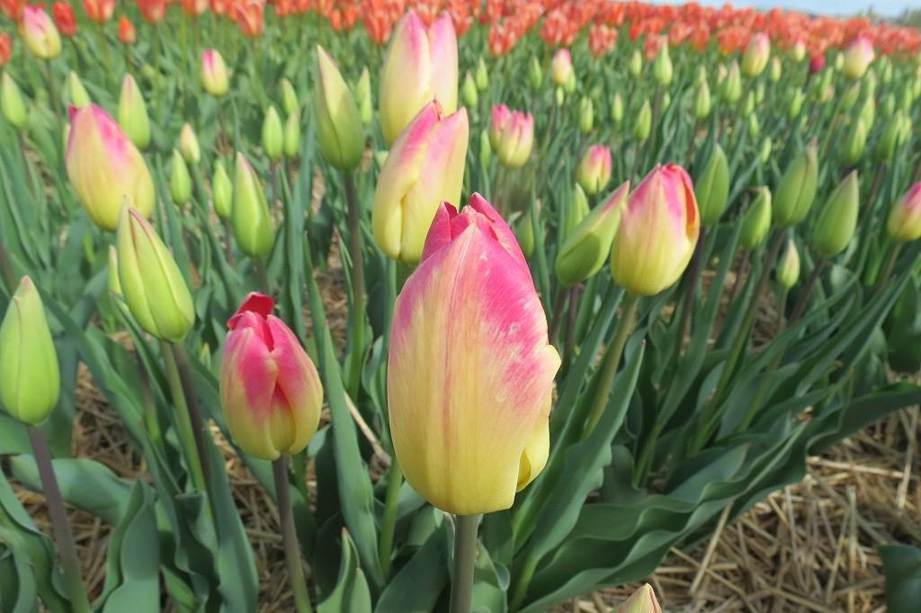 Tulipa Swiss Dream - BIO
