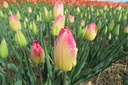 Tulipa Swiss Dream - BIO