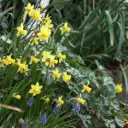 Jonquille - Narcisse Tete-a-Tete - BIO