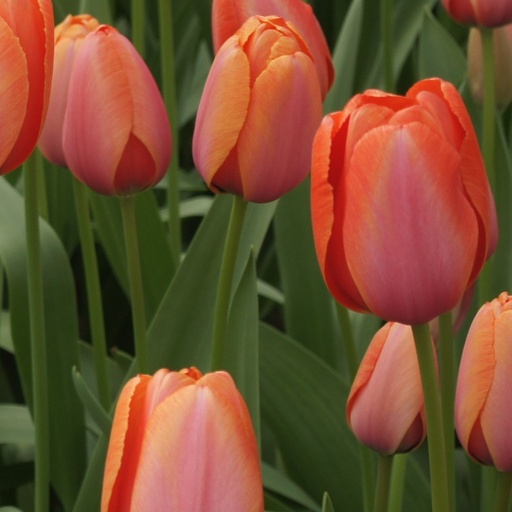 [A1121-7] Tulipa Apricot Impression - BIO (7 bollen)