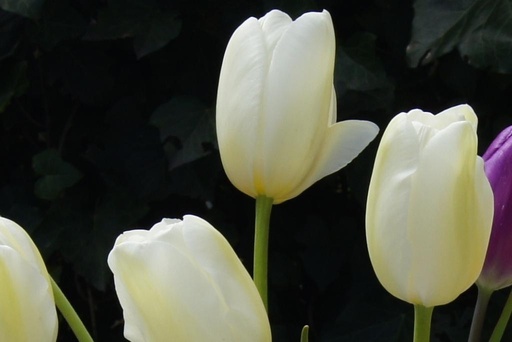 [A1057-7] Tulipa Catharina - BIO (7 bollen)