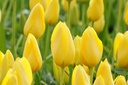 Tulipa Muscadet - BIO