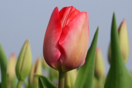 [A1004-7] Tulipa Van Eijk - BIO (7 bollen)