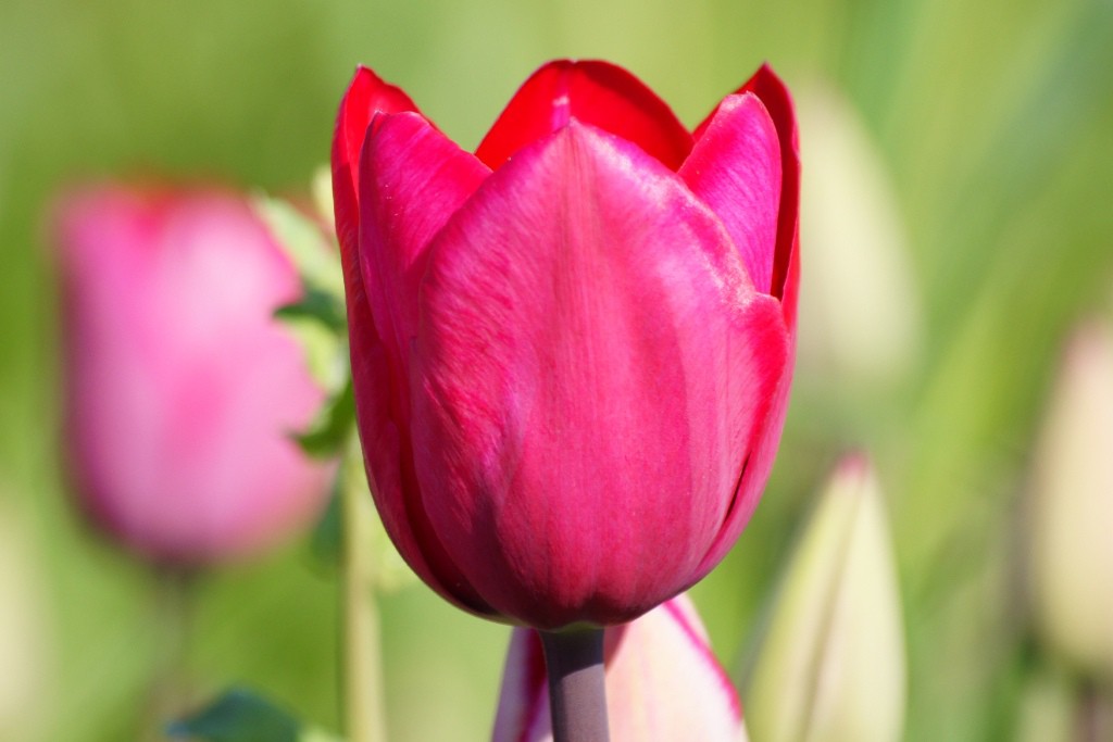 Tulipa Roussillon - BIO